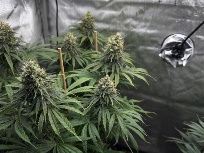 Jack Herer - A Flagship Hybrid. Week 15 - c