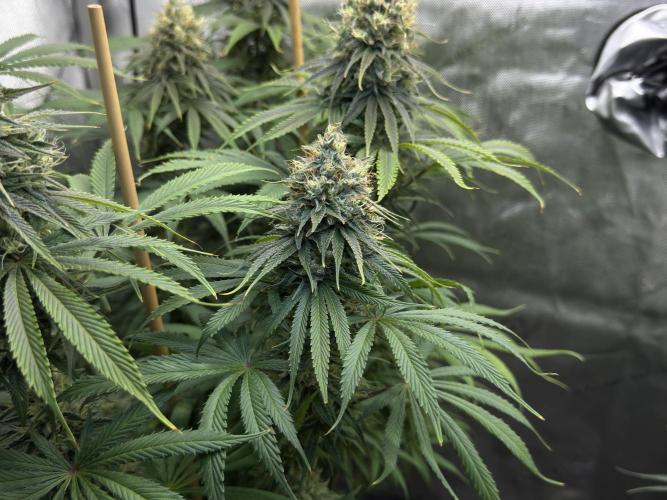 Jack Herer - A Flagship Hybrid. Week 15 - c