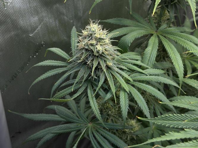 Jack Herer - A Flagship Hybrid. Week 15 - c