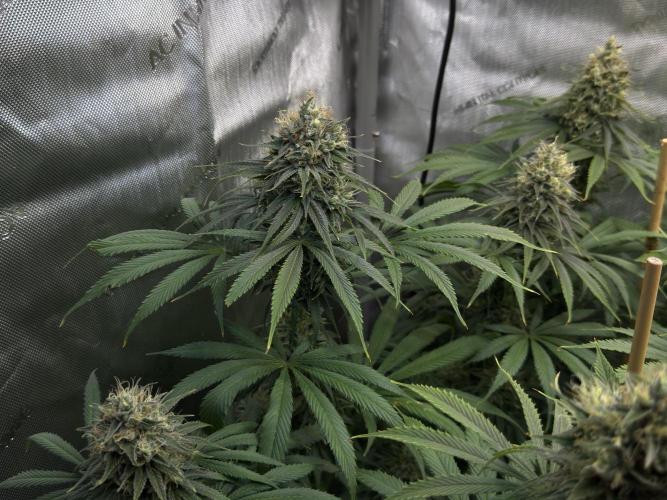 Jack Herer - A Flagship Hybrid. Week 15 - c