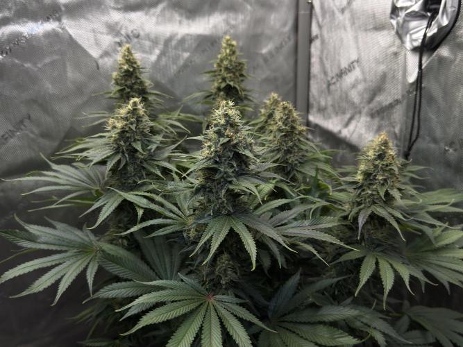 Jack Herer - A Flagship Hybrid. Week 15 - Plant B
