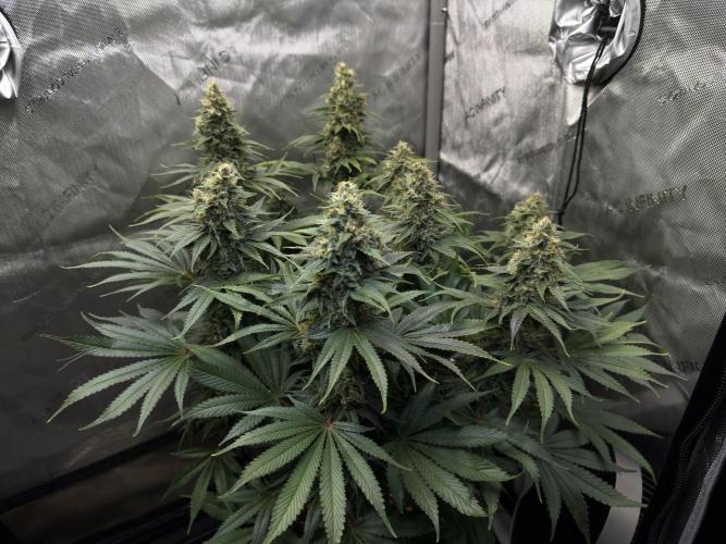 Jack Herer - A Flagship Hybrid. Week 15 - b