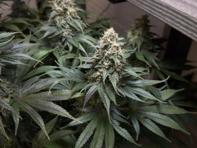 Jack Herer - A Flagship Hybrid. Week 15 - b
