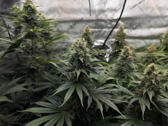 Jack Herer - A Flagship Hybrid. Week 15 - b