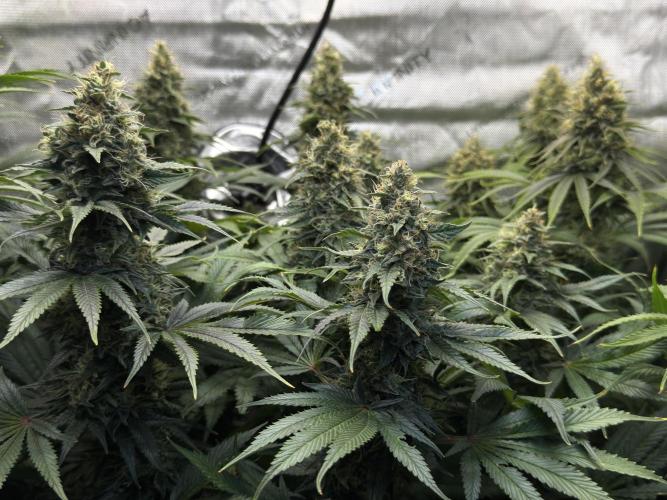 Jack Herer - A Flagship Hybrid. Week 15 - b