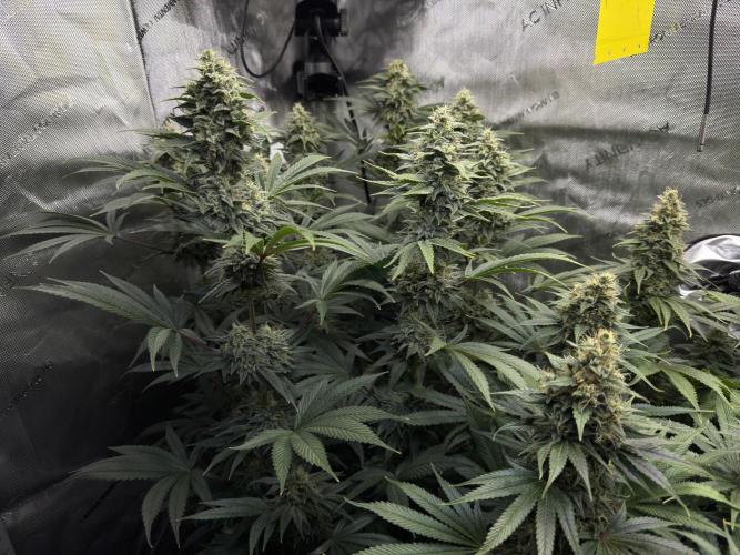 Jack Herer - A Flagship Hybrid. Week 15 - a
