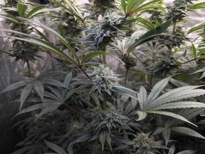 Jack Herer - A Flagship Hybrid. Week 15 - a