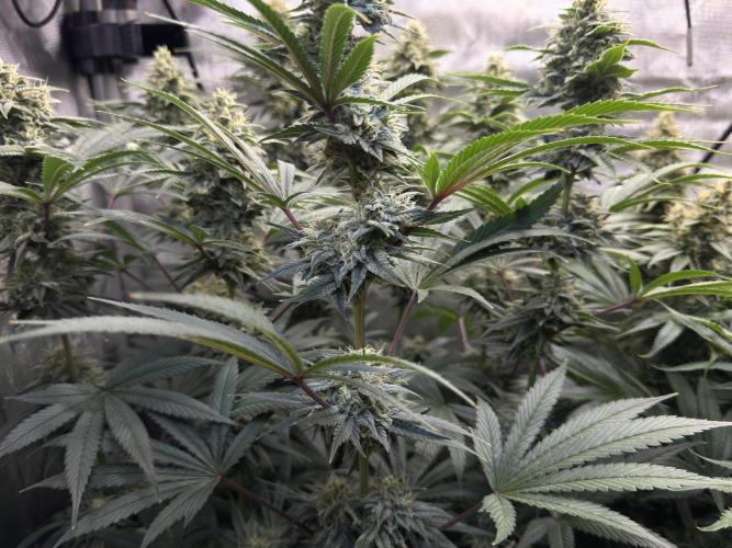Jack Herer - A Flagship Hybrid. Week 15 - a