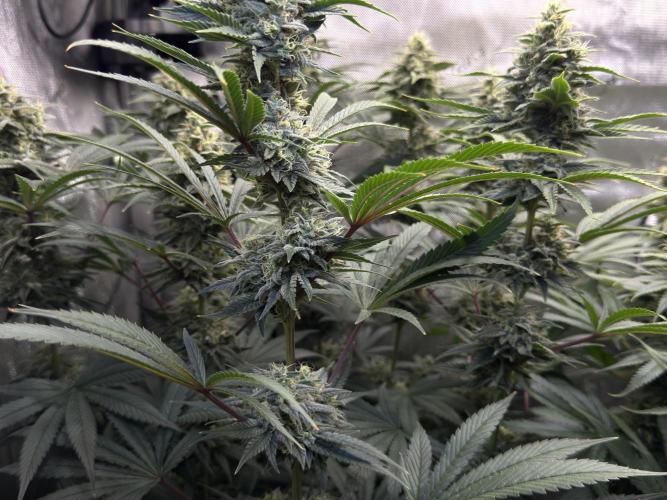 Jack Herer - A Flagship Hybrid. Week 15 - a