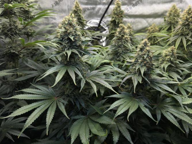 Jack Herer - A Flagship Hybrid. Week 15 - b