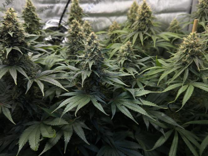 Jack Herer - A Flagship Hybrid. Week 15 - b
