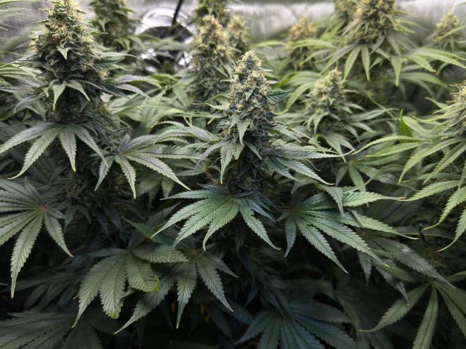 Jack Herer - A Flagship Hybrid. Week 15 - b