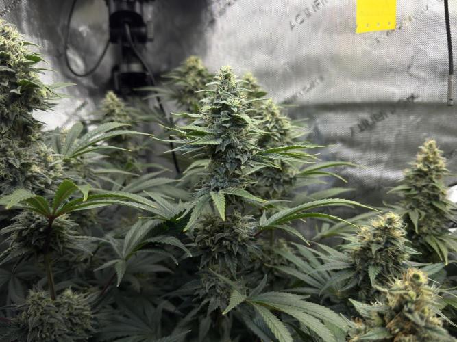 Jack Herer - A Flagship Hybrid. Week 15 - a