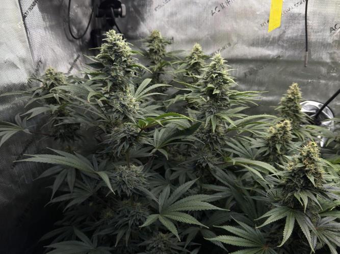 Jack Herer - A Flagship Hybrid. Week 15 - a