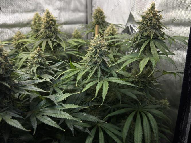Jack Herer - A Flagship Hybrid. Week 15 - c