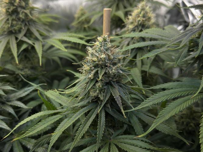 Jack Herer - A Flagship Hybrid. Week 15 - c