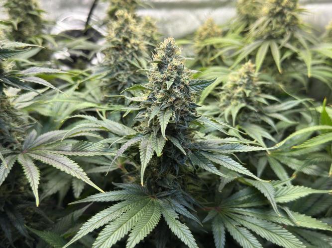 Jack Herer - A Flagship Hybrid. Week 15 - b