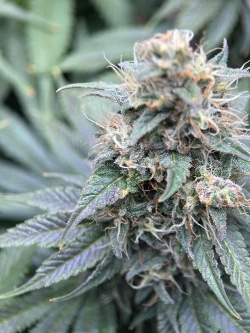Jack Herer - A Flagship Hybrid. Week 15 - b