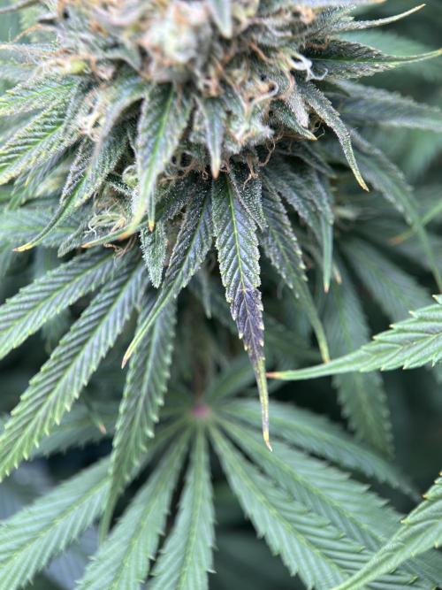 Jack Herer - A Flagship Hybrid. Week 15 - c