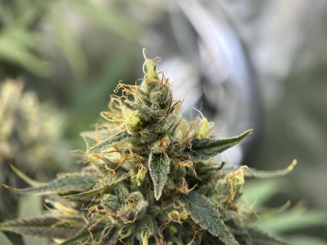 Jack Herer - A Flagship Hybrid. Week 15 - b