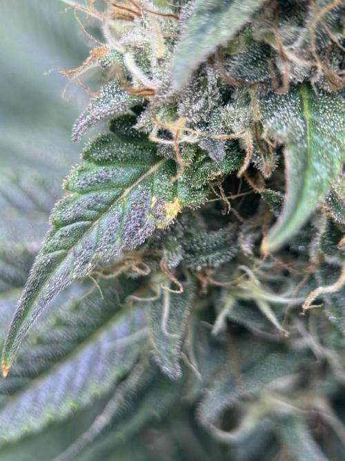 Jack Herer - A Flagship Hybrid. Week 15 - b