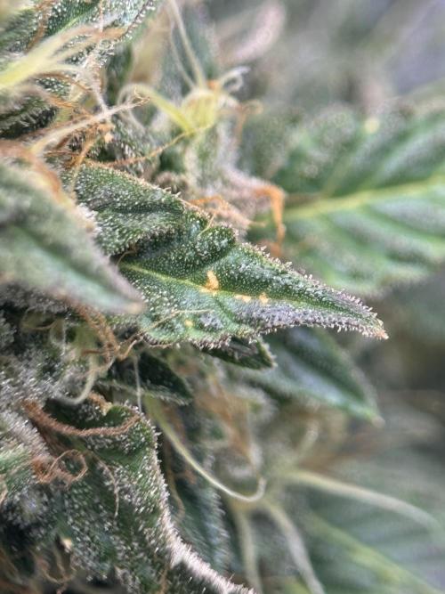 Jack Herer - A Flagship Hybrid. Week 15 - b