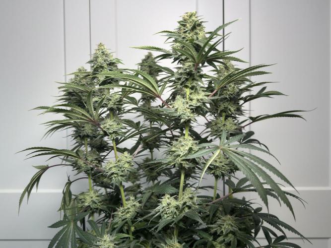 Jack Herer - A Flagship Hybrid. Week 16 - Plant A 
