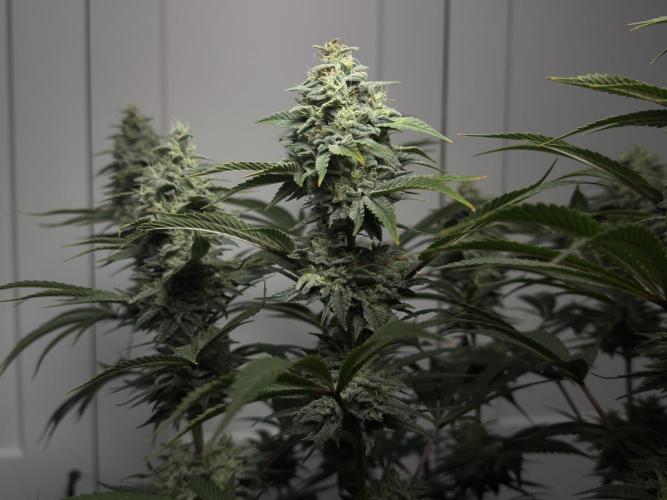 Jack Herer - A Flagship Hybrid. Week 16 - a