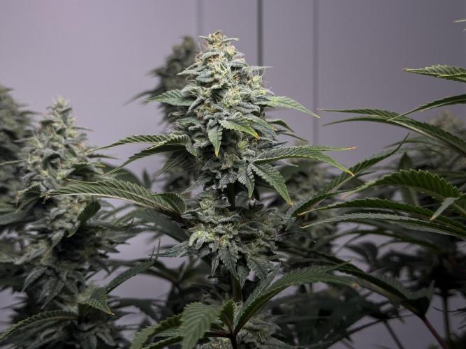 Jack Herer - A Flagship Hybrid. Week 16 - a
