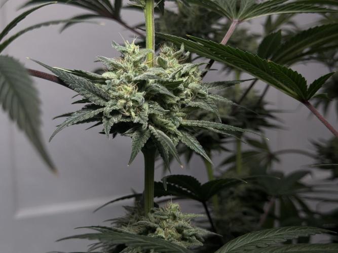 Jack Herer - A Flagship Hybrid. Week 16 - a