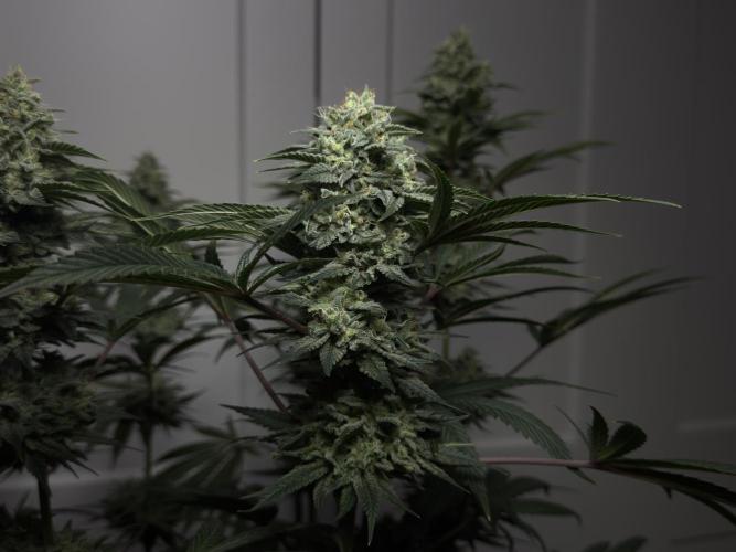 Jack Herer - A Flagship Hybrid. Week 16 - a
