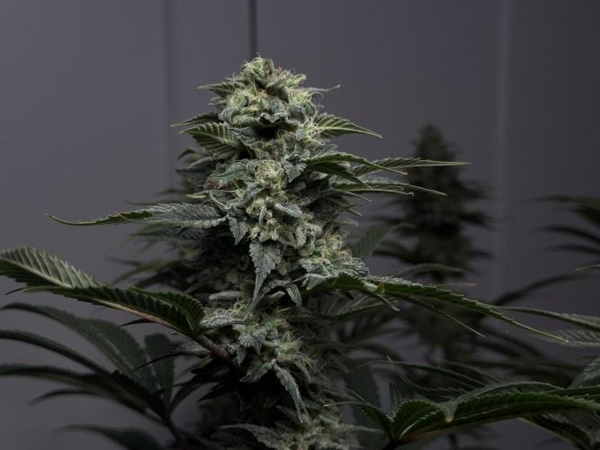 Jack Herer - A Flagship Hybrid. Week 16 - a