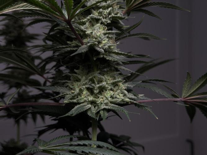Jack Herer - A Flagship Hybrid. Week 16 - a