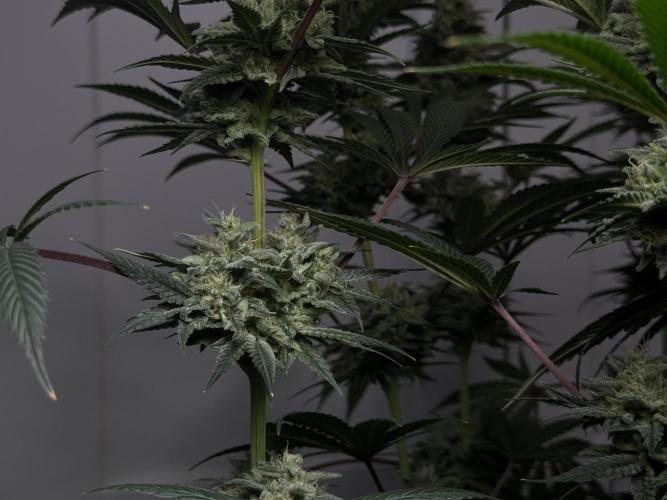 Jack Herer - A Flagship Hybrid. Week 16 - a