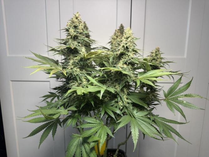 Jack Herer - A Flagship Hybrid. Week 16 - Plant B