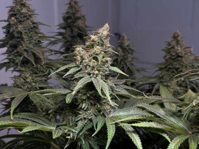 Jack Herer - A Flagship Hybrid. Week 16 - b