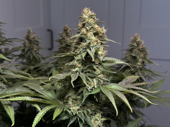 Jack Herer - A Flagship Hybrid. Week 16 - b
