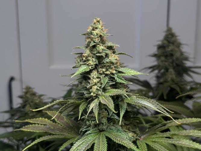 Jack Herer - A Flagship Hybrid. Week 16 - b