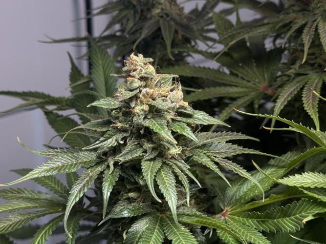 Jack Herer - A Flagship Hybrid. Week 16 - b