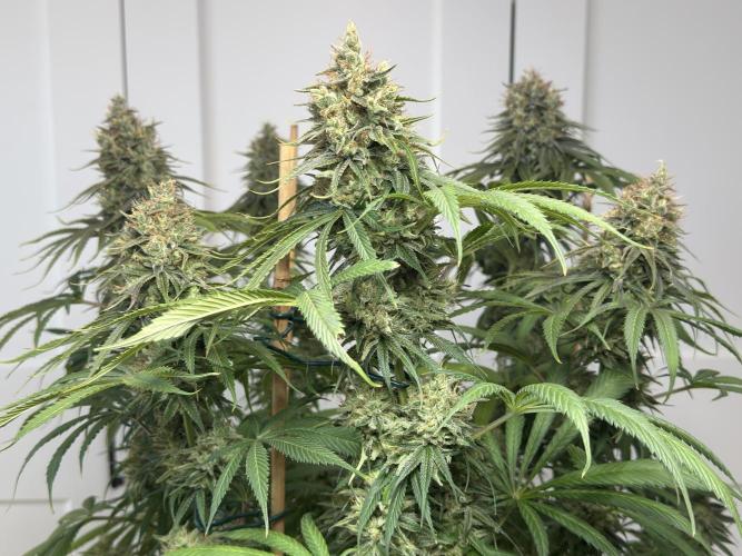 Jack Herer - A Flagship Hybrid. Week 16 - Plant C