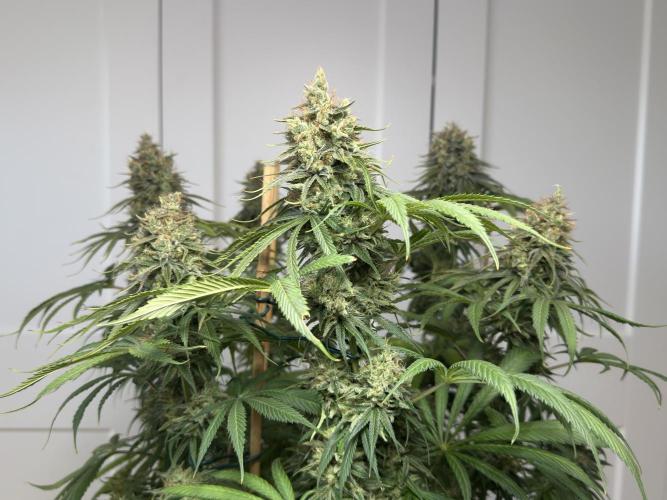 Jack Herer - A Flagship Hybrid. Week 16 - C 