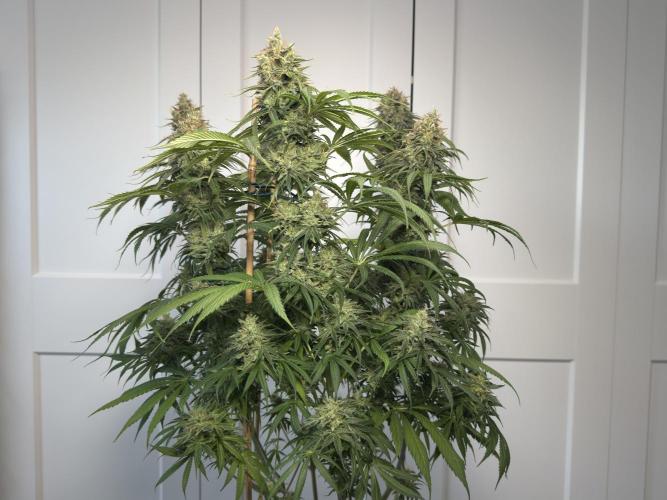 Jack Herer - A Flagship Hybrid. Week 16 - c - I left more smaller material on purpose to see how the buds develop