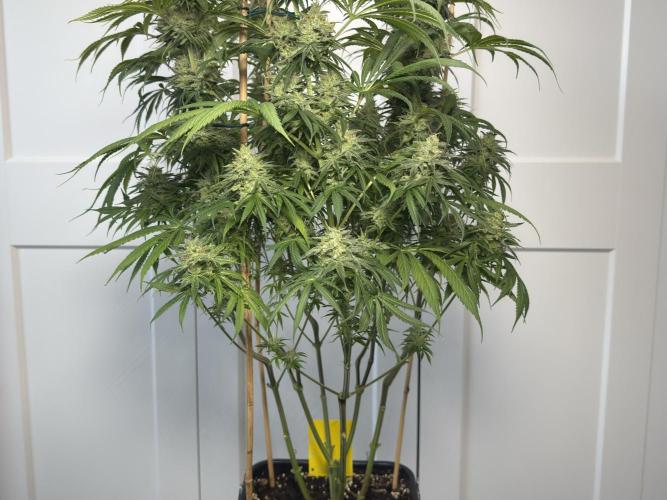 Jack Herer - A Flagship Hybrid. Week 16 - c - I left more smaller material on purpose to see how the buds develop