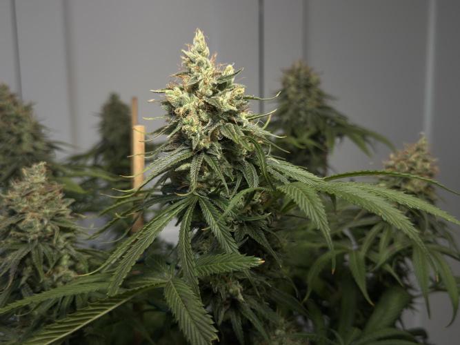 Jack Herer - A Flagship Hybrid. Week 16 - c