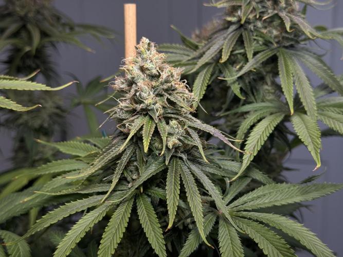 Jack Herer - A Flagship Hybrid. Week 16 - c