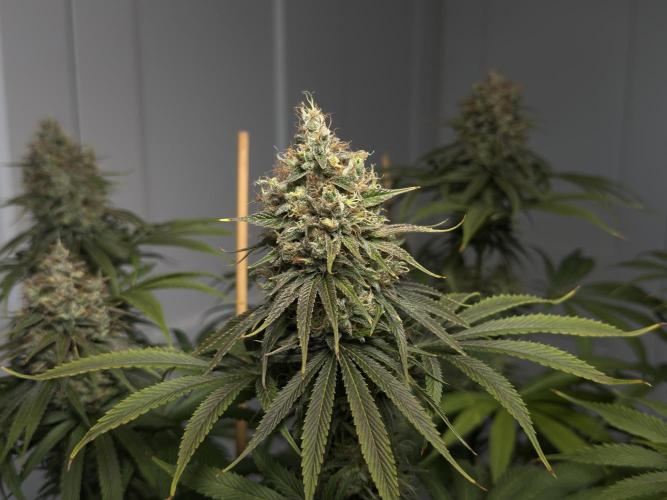 Jack Herer - A Flagship Hybrid. Week 16 - c