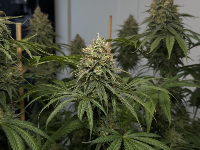 Jack Herer - A Flagship Hybrid. Week 16 - c