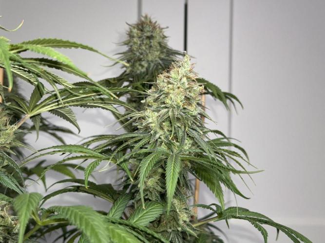 Jack Herer - A Flagship Hybrid. Week 16 - c