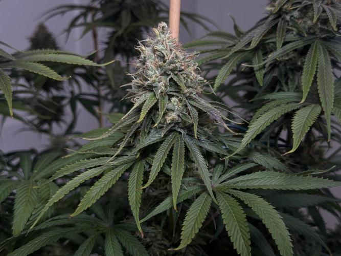 Jack Herer - A Flagship Hybrid. Week 16 - c