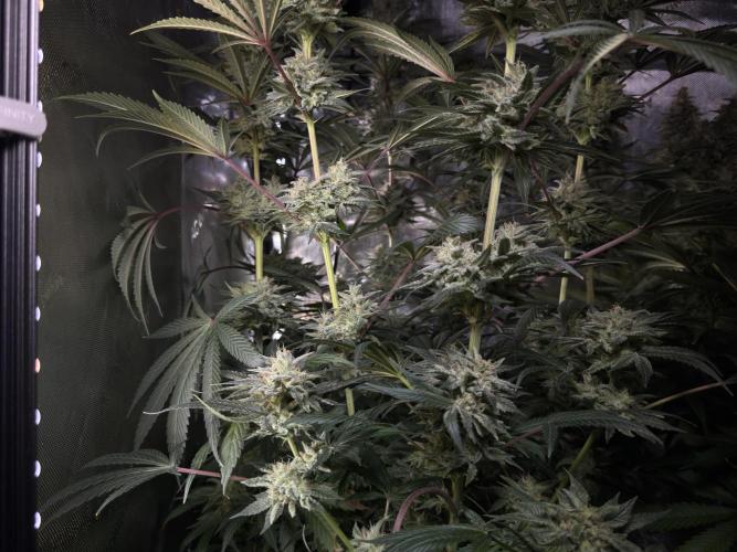 Jack Herer - A Flagship Hybrid. Week 16 - a from behind 